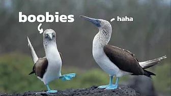 Why Do Birds Have Such Weird Names?