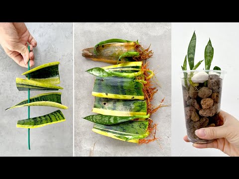 Vídeo: Les plantes creen aigua?