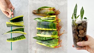 Propagating and growing Sansevieria trifasciata in water a unique idea for fancy table pots