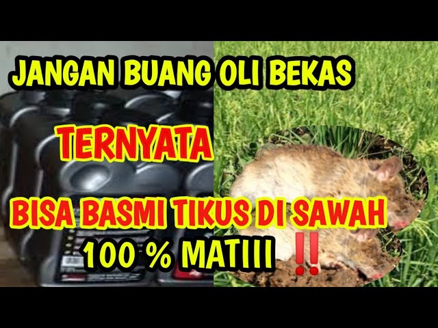 Cara mengusir tikus dengan oli