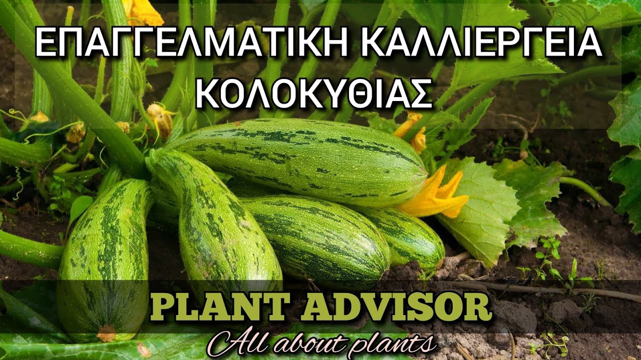 Καλλιέργεια Κολοκυθιάς‼️Όσα πρέπει να ξέρετε‼️Μυστικά και Λάθη‼️Plant Advisor Greece
