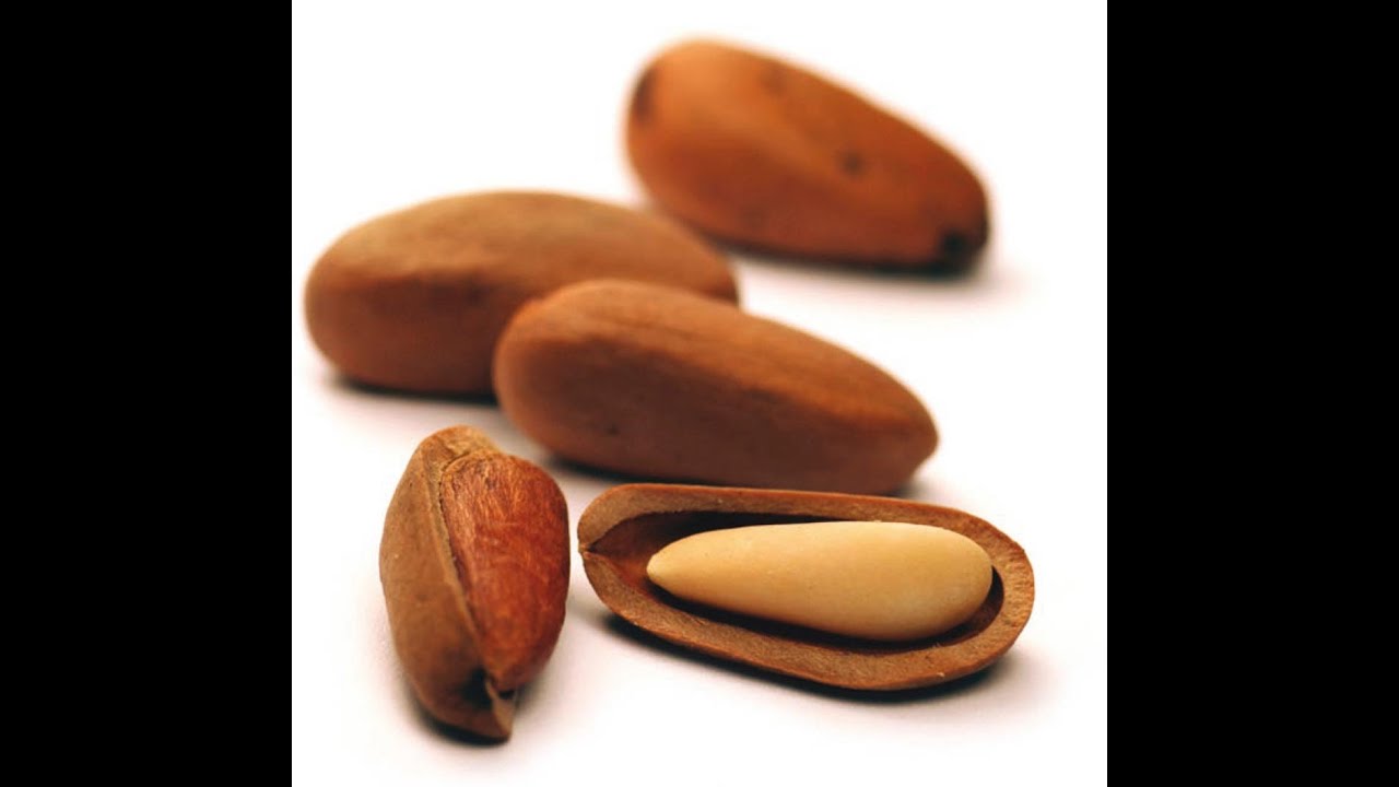 Aprovechamiento de la Piña del Pino Piñonero - YouTube