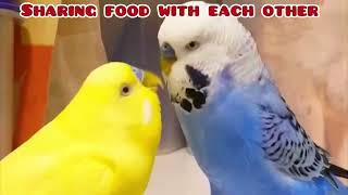 Budgies Being Cute Sharing Food And Their Special Bond 