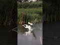Swan’s Alpha vs Junior BATTLE