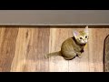 【保護猫】子猫がかなりの寂しがりやになってしまいました