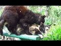 Cats mating on the bench