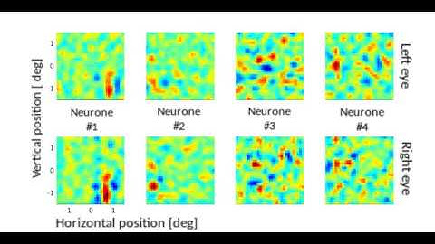Receptive-field evolution in a binocular, rank-based STDP network