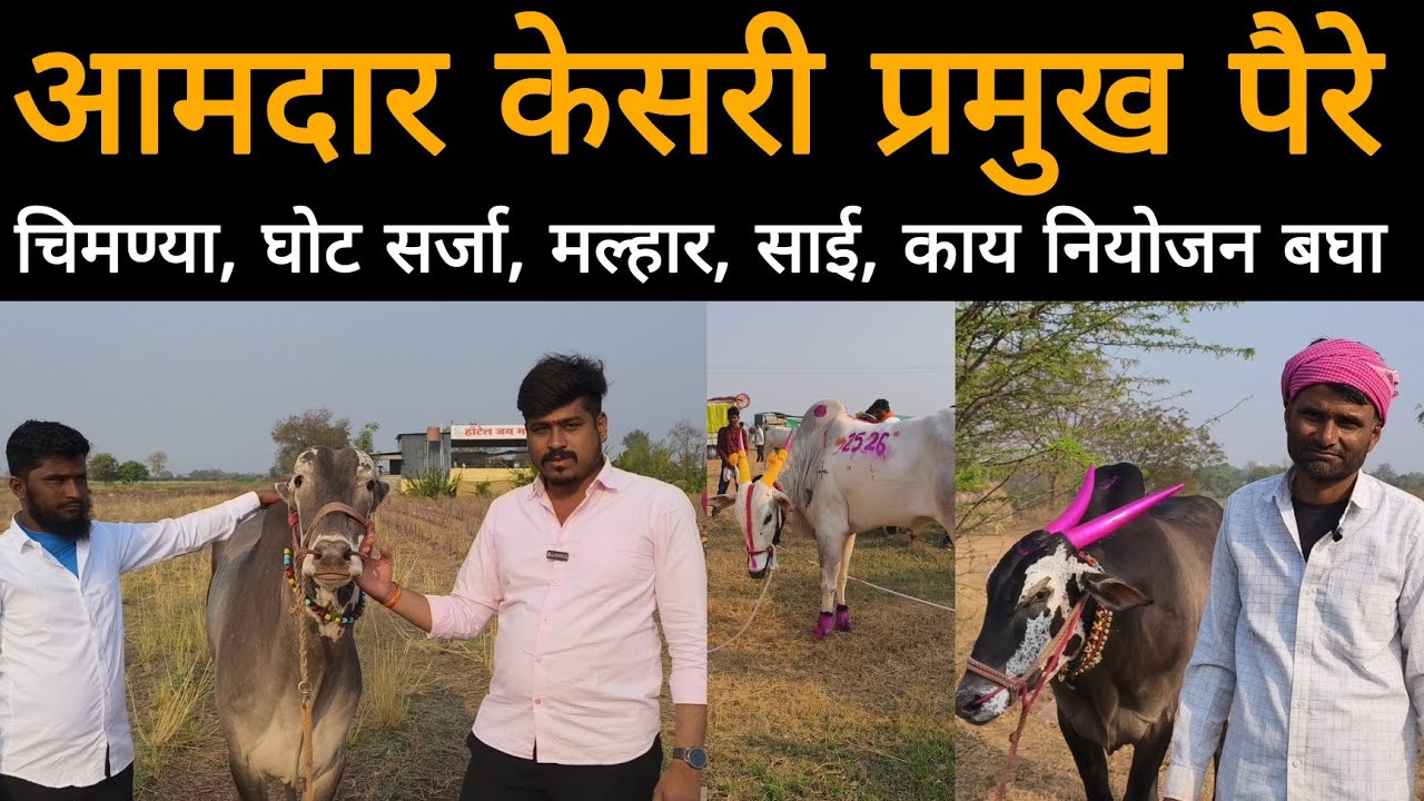 आमदार केसरी गिडेगाव मैदान प्रमुख पैरे | 