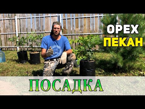 Посадка ореха Пекан в открытый грунт.(Средняя полоса России)