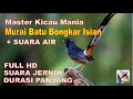 Masteran Burung Murai Batu Gacor, Bongkar Isian, Pancingan Murai Dijamin Langsung Nyaut    !!!