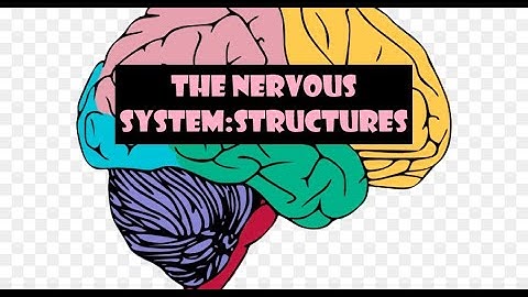 Nervous system Introduction