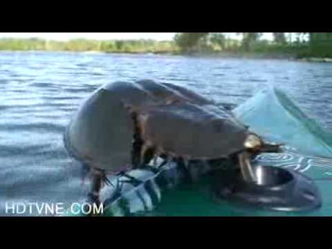 Video: Riba-Napoleon - car elementa vode