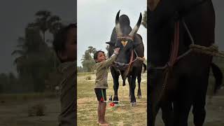சேலம் king 👑மெய்யனூர் காரி🔱 #salem #jallikattu #kaalai#views #subscribemychannel #🥰