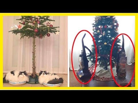 Vidéo: Pourquoi les chats et les chiens sont excités pour Noël