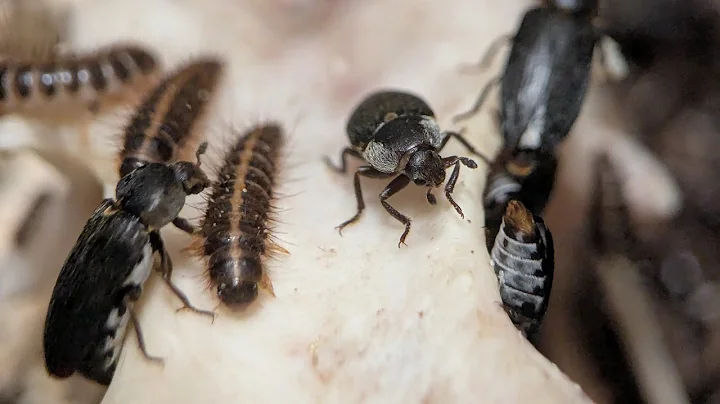 How to: Care for dermestid beetles