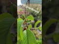Quelques-unes des floraisons de notre jardin #bonsai #bonsaitree