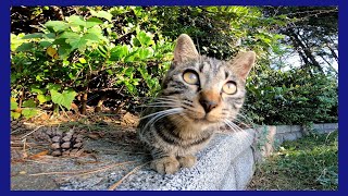 カメラにそ~っと手を出す子猫が可愛過ぎる