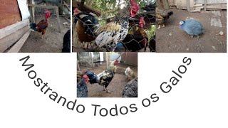 Mostrando Todos Os Galos Reprodutores