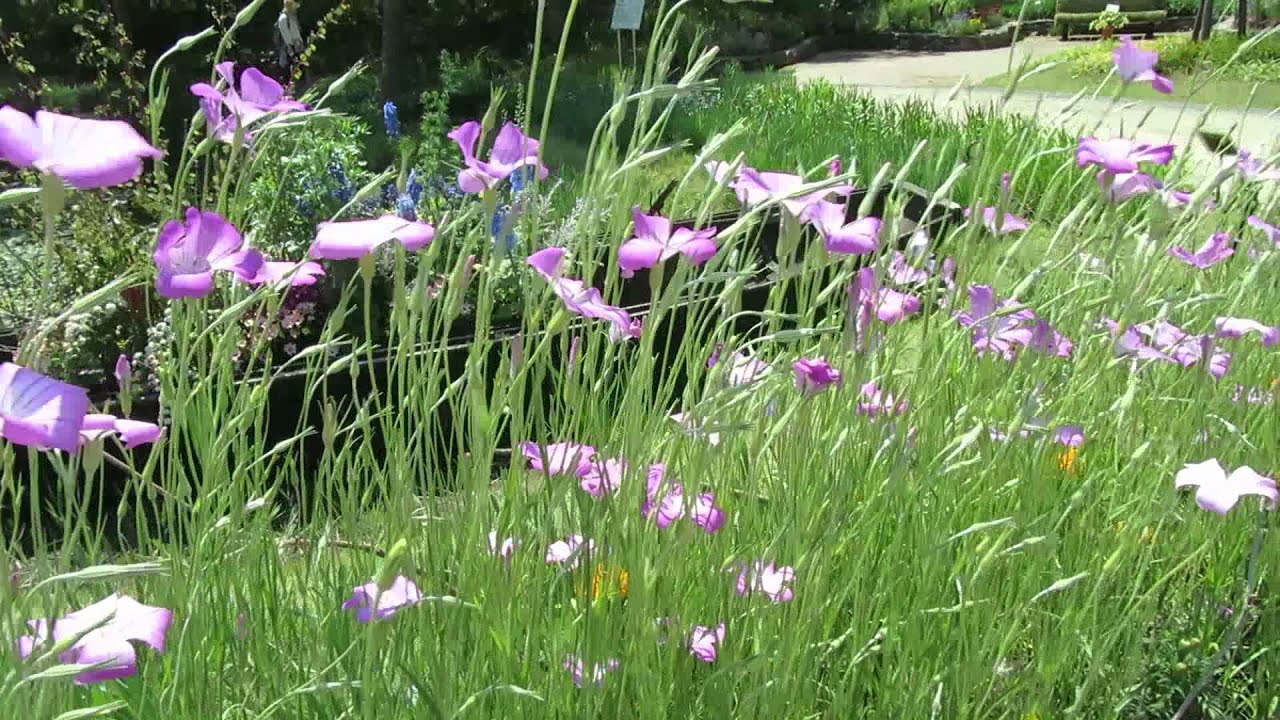 アグロステンマ Youtube