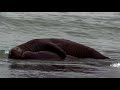 Elephant Seal & his Calf