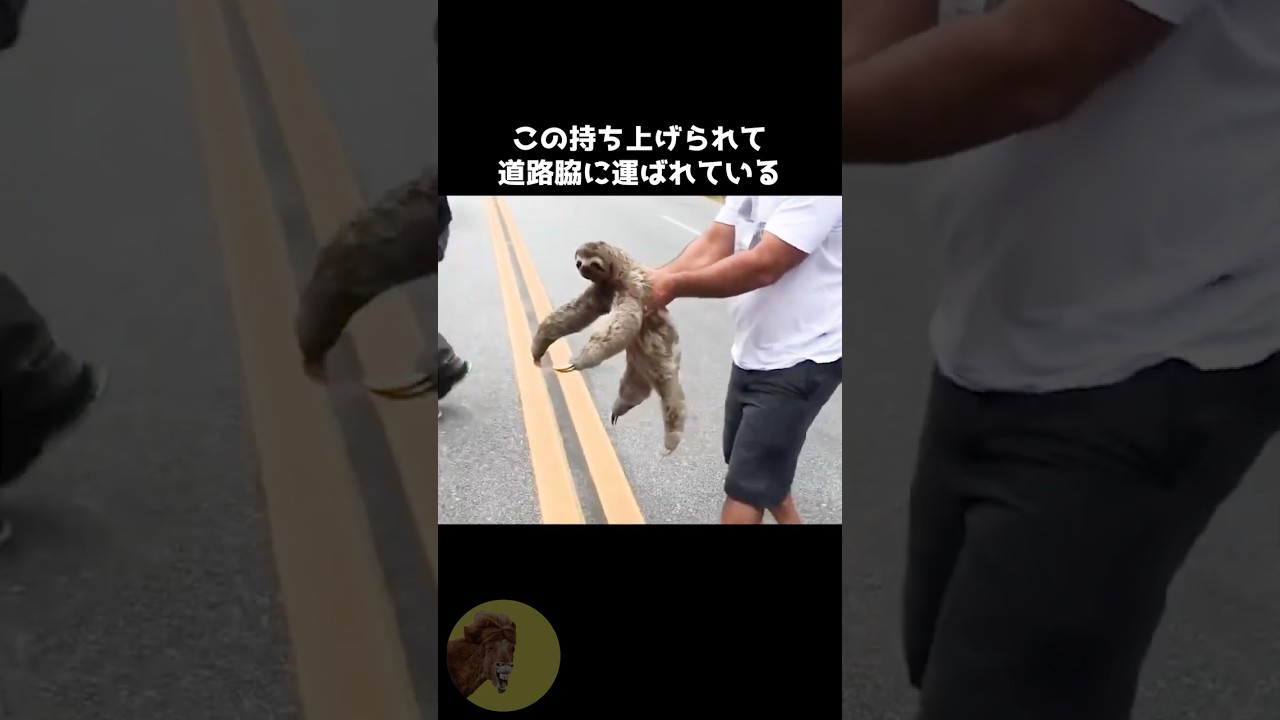 ナマケモノが省エネ厨過ぎる..😂#動物 #雑学 #豆知識 #ナマケモノ #かわいい