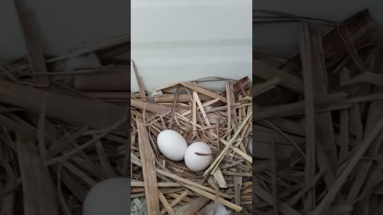 duct-tape eggs hatching 🐣 in 6 days-please help me pick out names