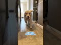まってたんだからもっとくれよ！！#大型犬 #ゴールデンレトリバー