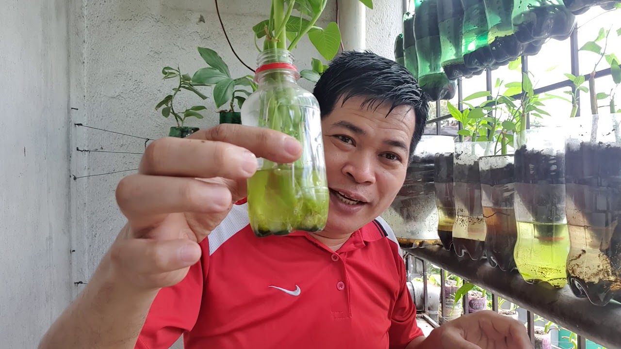 KANGKONG, THE CURE-ALL VEGETABLE