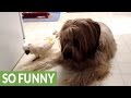 Cockatoo barks at her canine friend