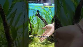 Tiger Barb Fish Breeding — Nature’s Perfect Egg-Layer Aquarium Species!”#ytshorts#viral#trending