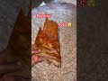 Home made kategna #food #habeshafoodvlog #ethiopianfood #ethiopianfoodreview