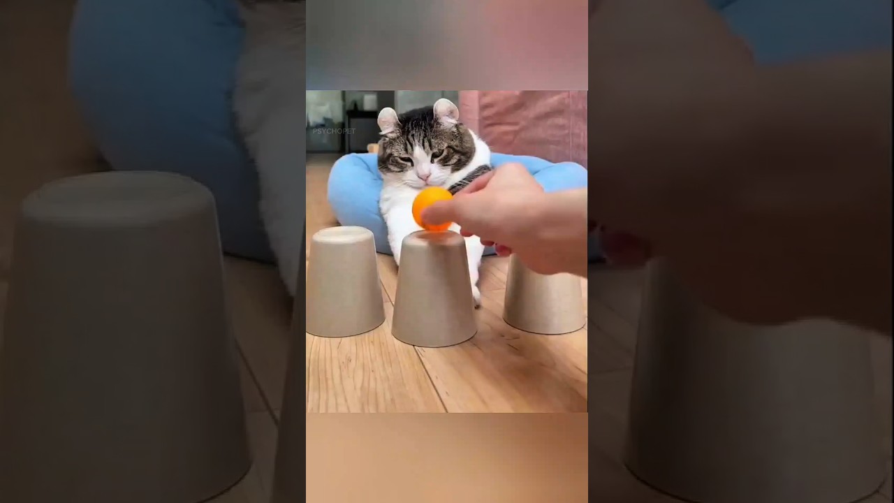 Этот кот выиграл Кубок, даже не прилагая усилий 😺🥱 