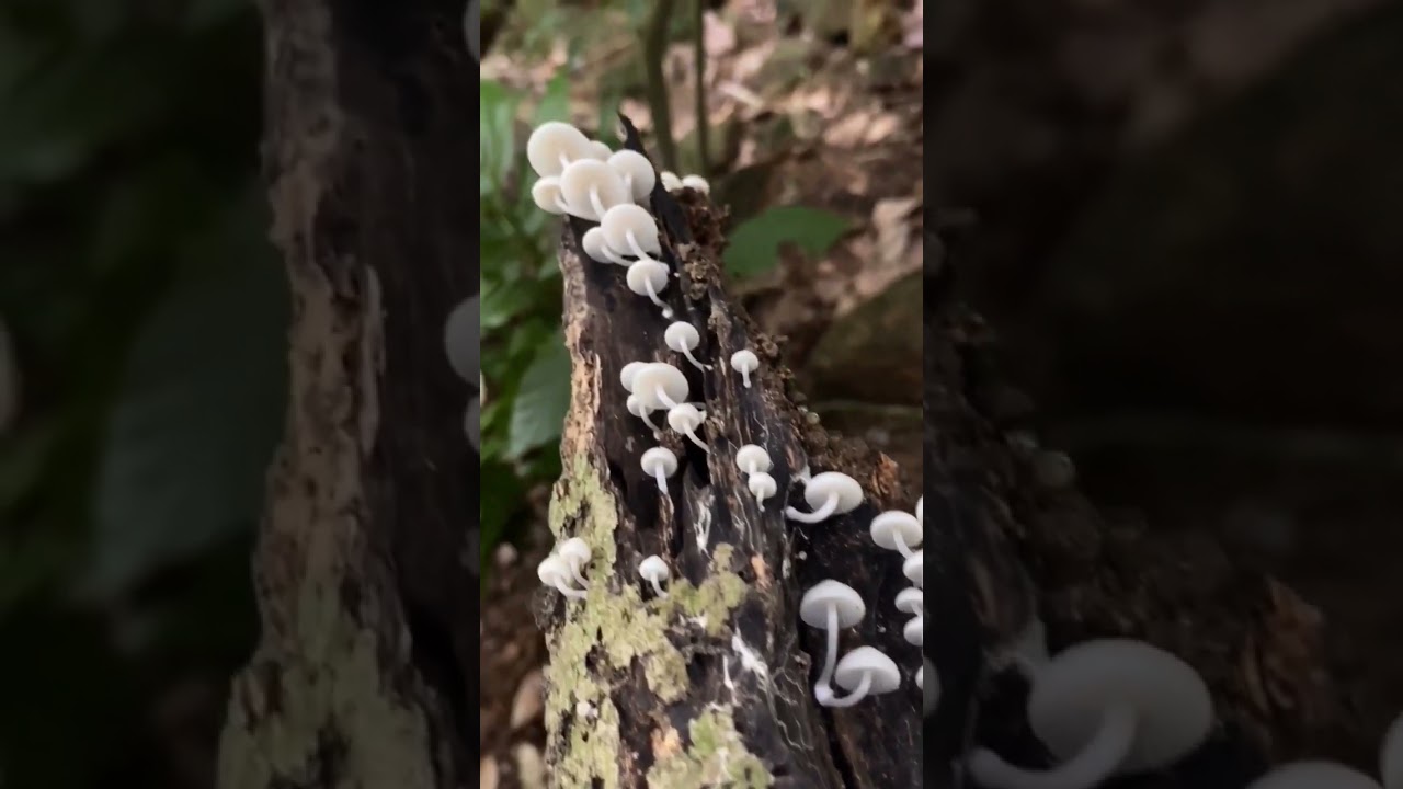 Filoboletus manipularis / Luminous Porecap