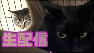【ランチ生配信12/29】にゃーじゃんHOUSEから猫10匹の生配信🐈📹