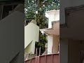 Jackfruit tree 🌴