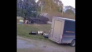 Truck vs Fainting Goats   #faintinggoats #goat #goats #ups #fail