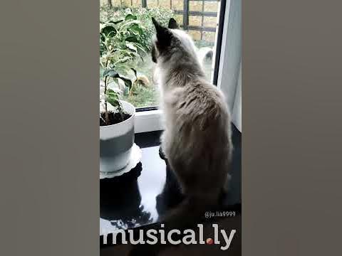 Кіця - YouTube