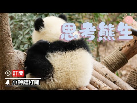 《熊貓早晚安》吾日三省：玩否？飯否？覺否？ | iPanda熊貓頻道