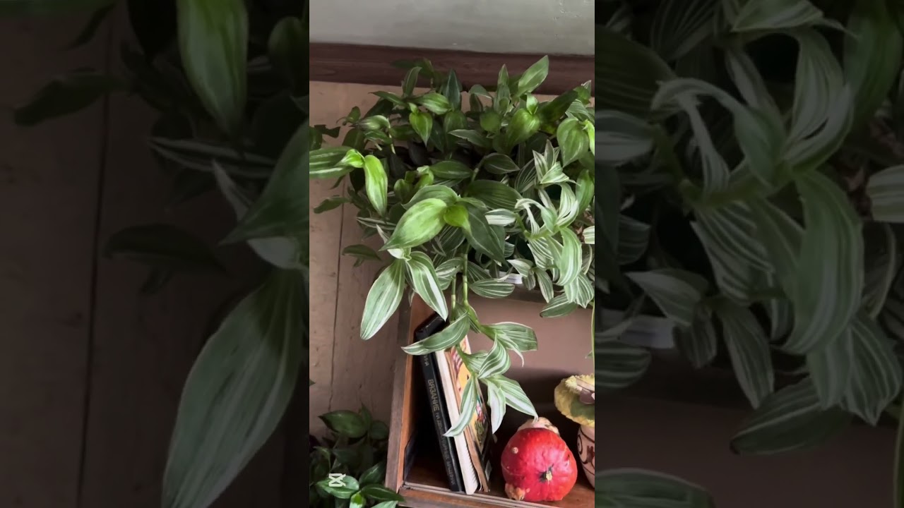 Кашпо с растением будет пушистым!