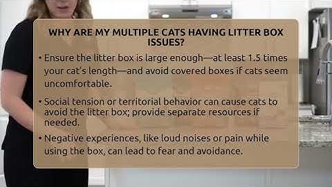 Why Are My Multiple Cats Having Litter Box Issues? - Happy Cat Handbook