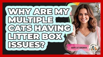 Why Are My Multiple Cats Having Litter Box Issues? - Happy Cat Handbook