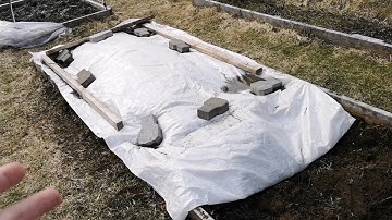 Growing figs in a cold climate: overwintering