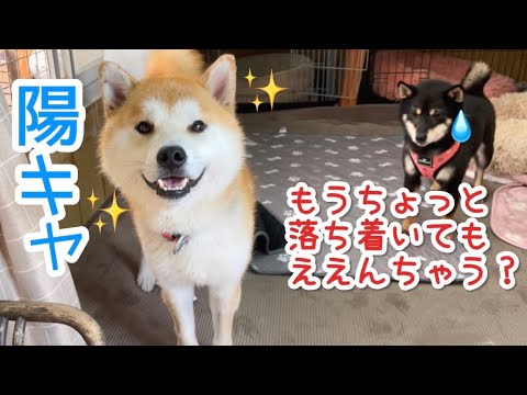 台風みたいな陽キャ柴犬に巻き込まれる小粒黒柴のなげき…