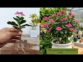 How To Grow Vinca Plant From Cuttings