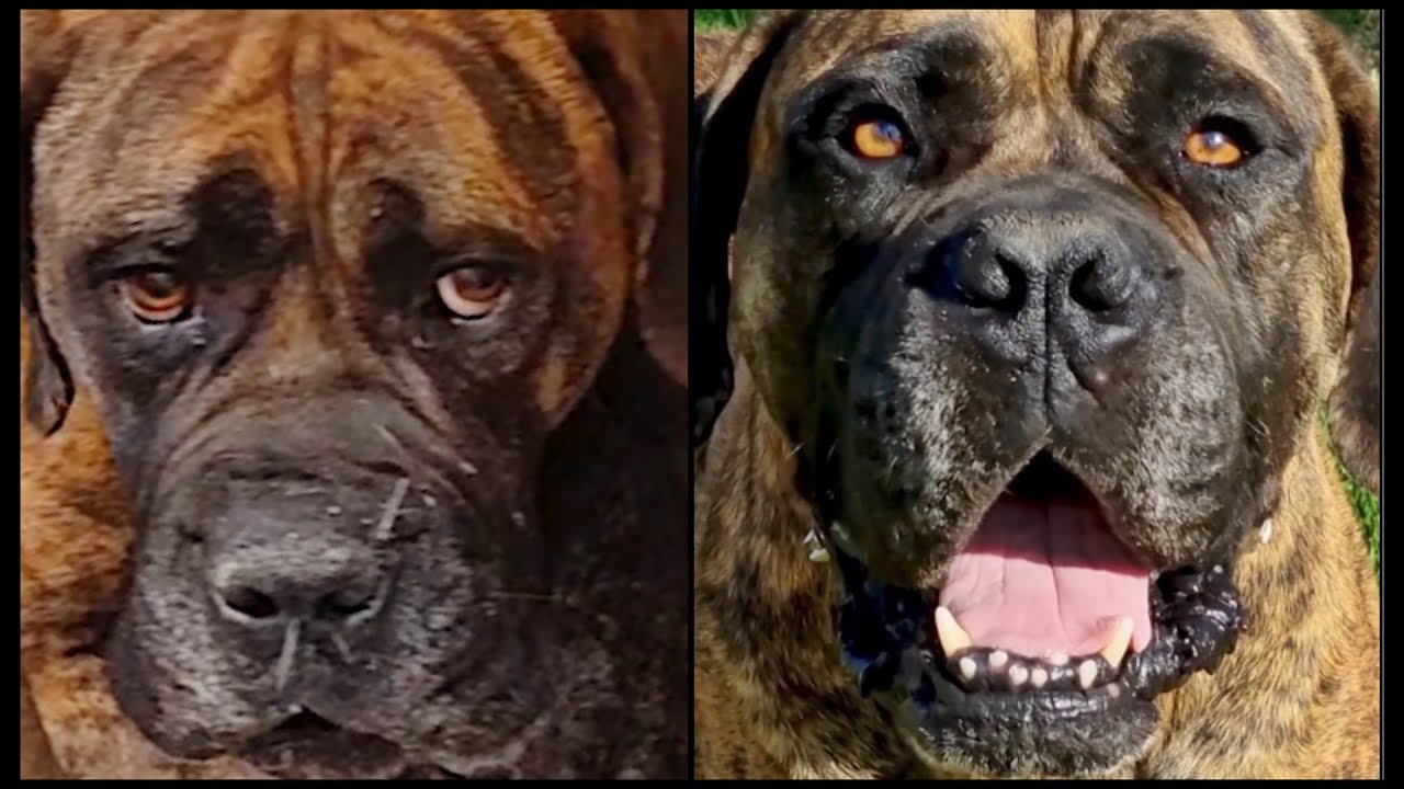 Boerboel Survives Scorpion Sting - Thanks to You!