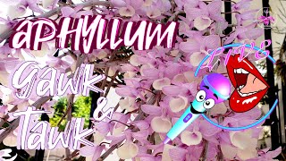 Belly Laughs Galore! Dendrobium aphyllum Bloom Spectacle 2024 Gawk & Talk Live Stream #ninjaorchids