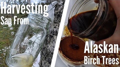 Harvesting Sap From Alaskan Birch Trees