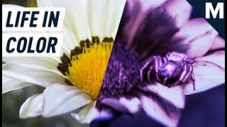 How David Attenboroughs Life In Color Captured What The Eye Cant See Supporting Players