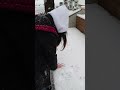雪ではしゃぐ人間