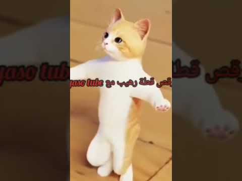 قمر ومنور رامى جمال